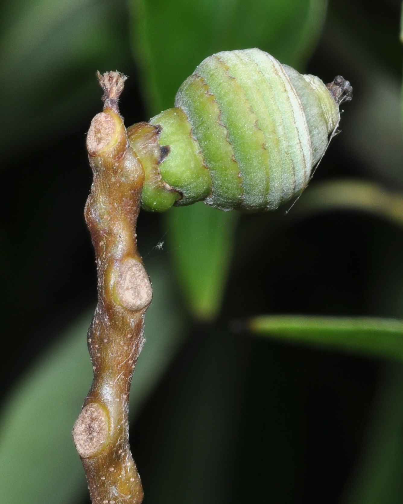 Fagaceae Quercus myrsinifolia