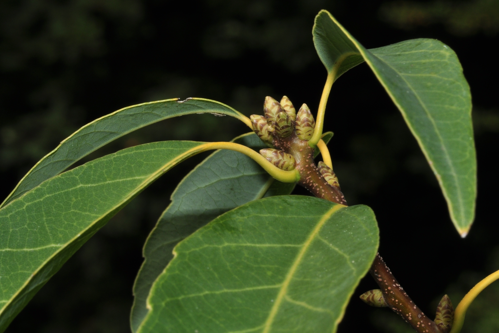 Fagaceae Quercus myrsinifolia