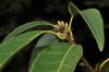 image of Quercus myrsinifolia