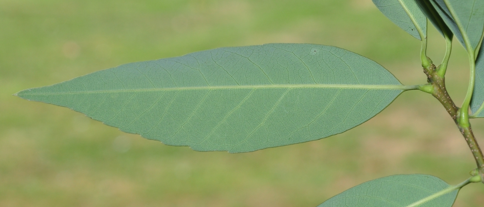 Fagaceae Quercus myrsinifolia