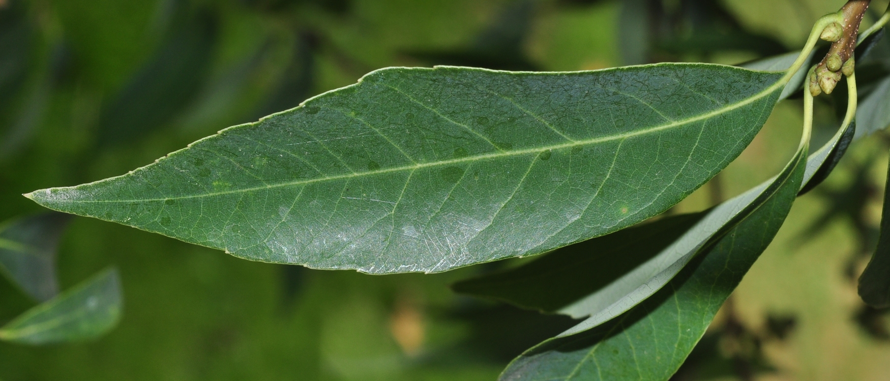 Fagaceae Quercus myrsinifolia
