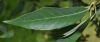 image of Quercus myrsinifolia