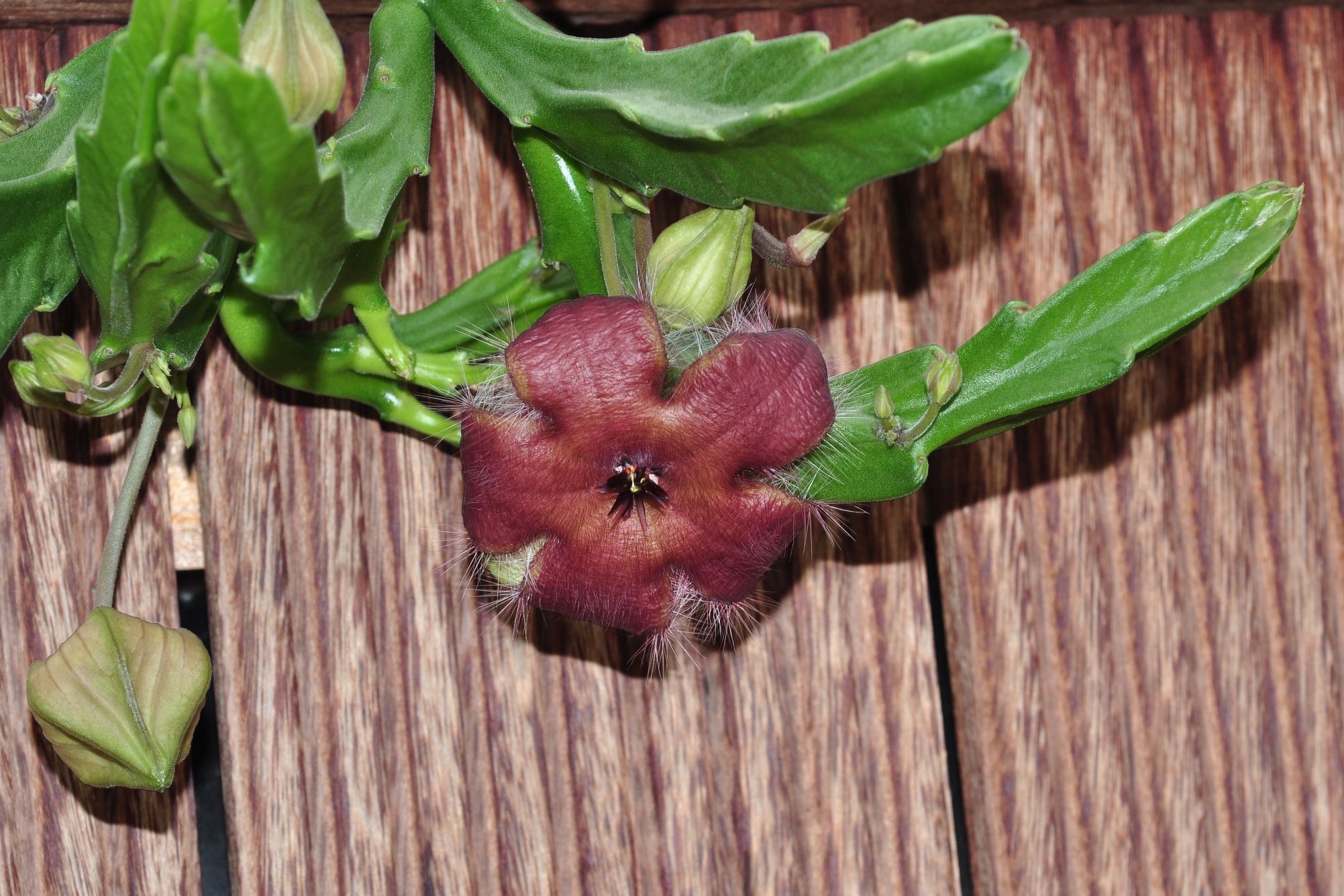 Apocynaceae Stapelia glabricaulis
