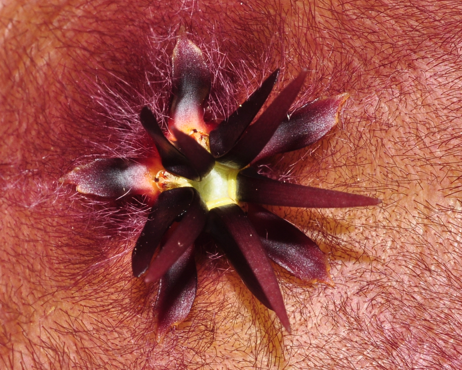 Apocynaceae Stapelia glabricaulis