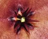 image of Stapelia glabricaulis