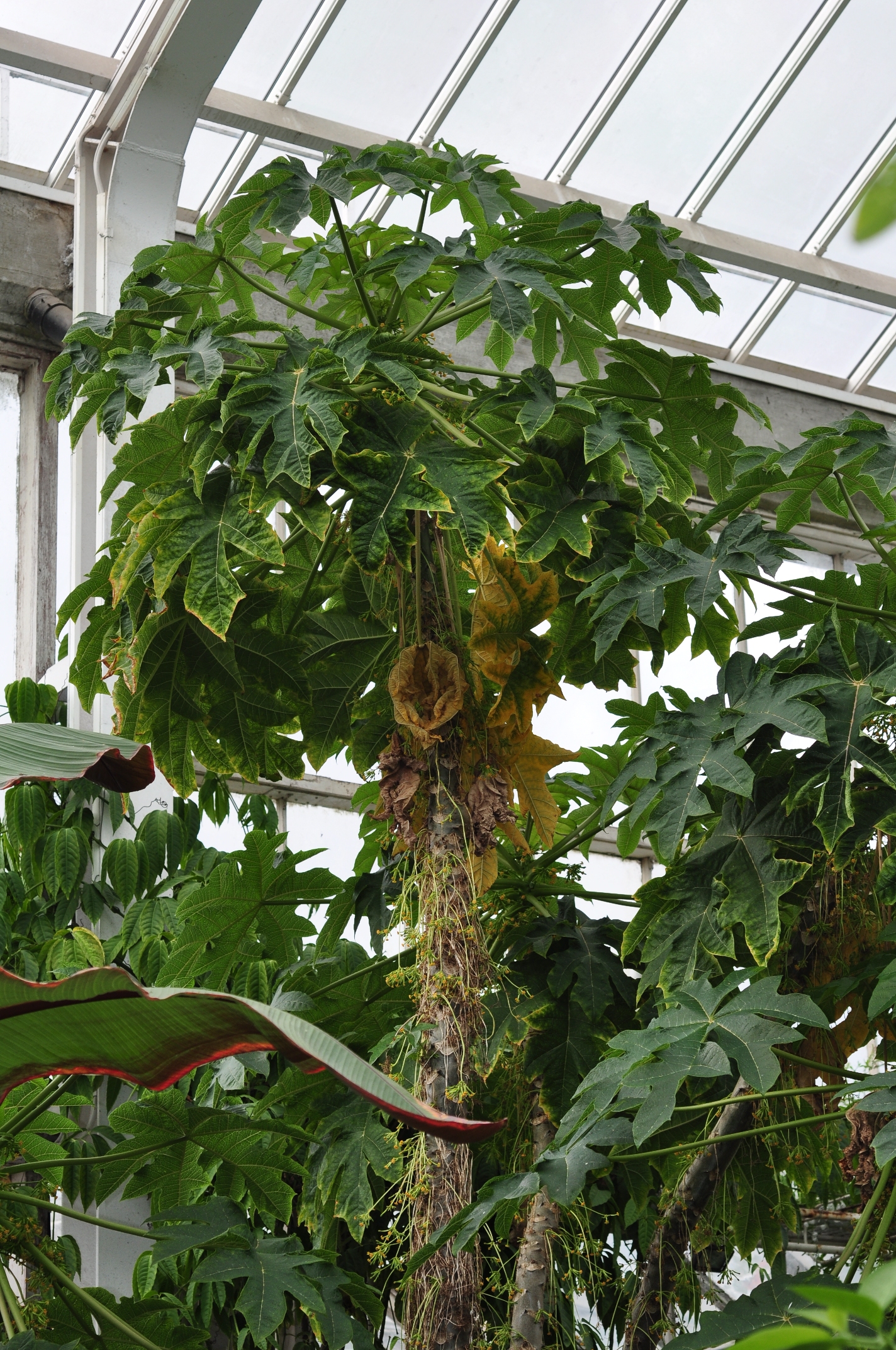 Caricaceae Vasconcellea cundinamarcensis