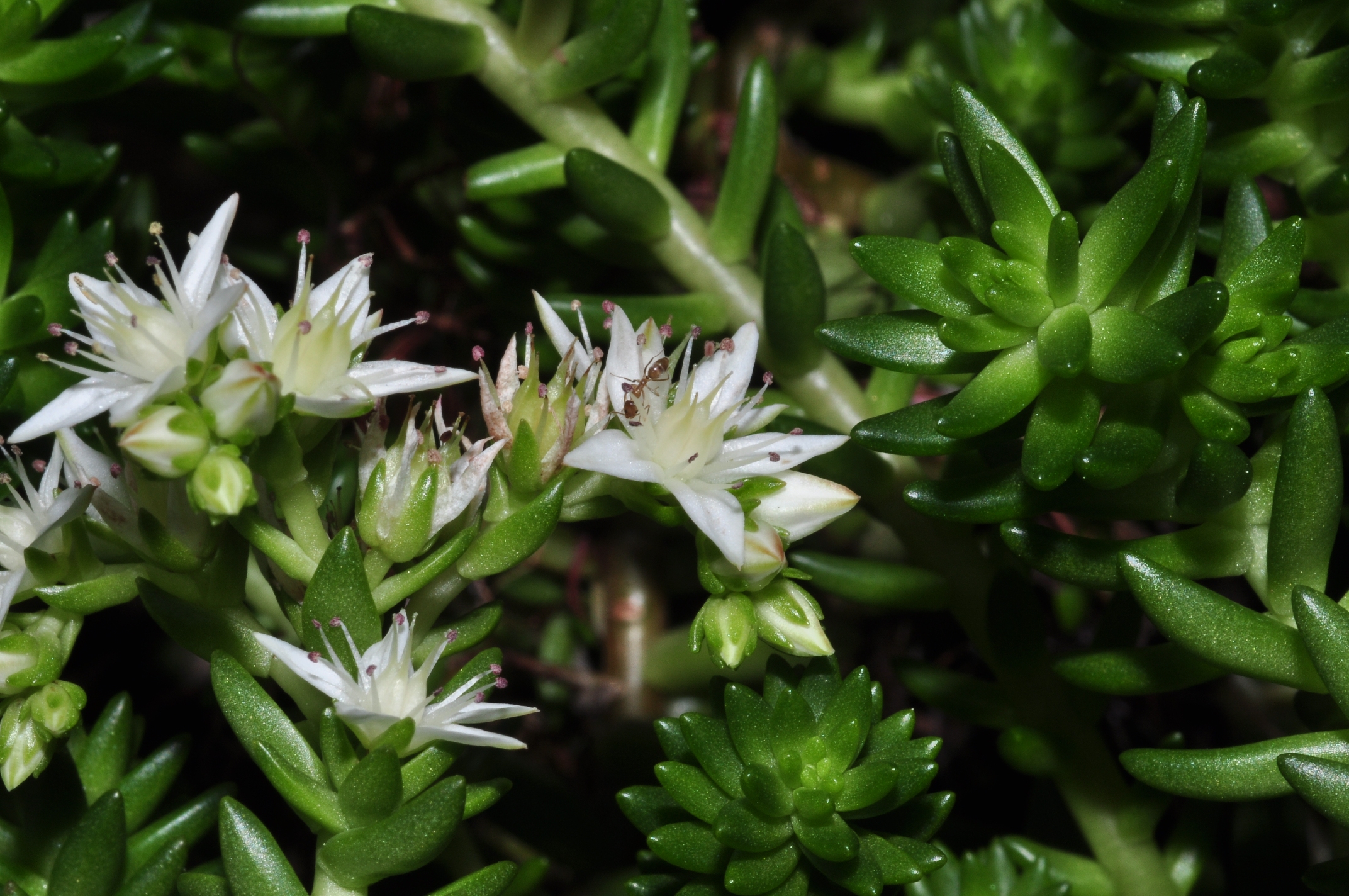 Crassulaceae Villadia batesii