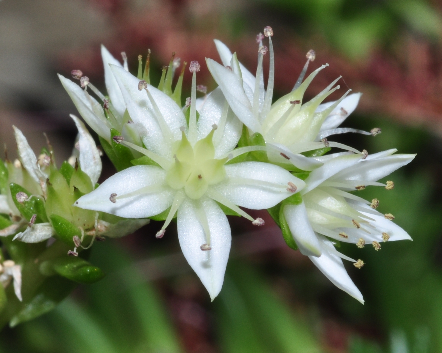 Crassulaceae Villadia batesii