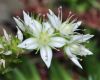 image of Villadia batesii