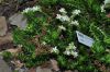 image of Villadia batesii