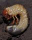 image of Melolontha melolontha