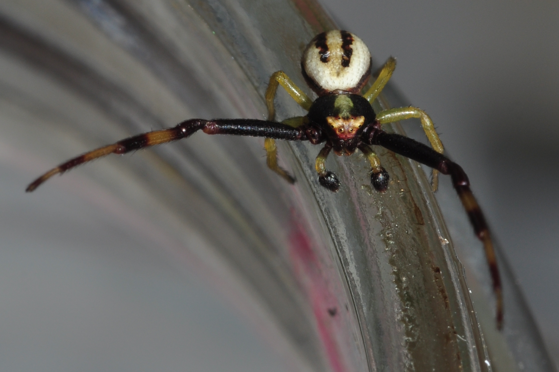Thomisidae Misumena vatia