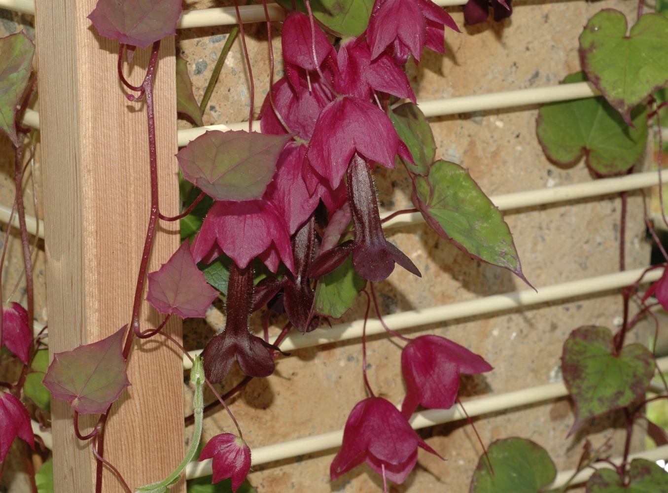 Plantaginaceae Rhodochiton atrosanguineum