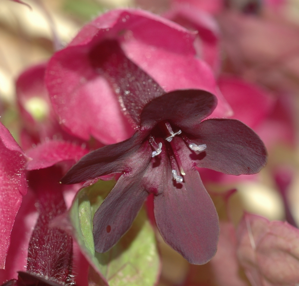 Plantaginaceae Rhodochiton atrosanguineum