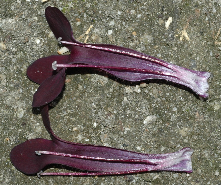 Plantaginaceae Rhodochiton atrosanguineum