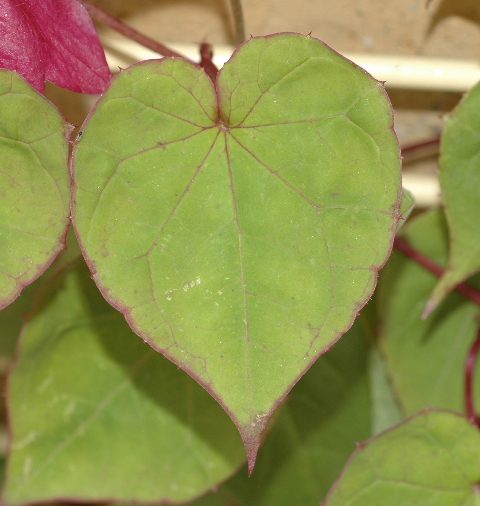 Plantaginaceae Rhodochiton atrosanguineum
