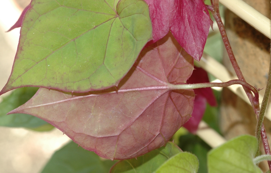 Plantaginaceae Rhodochiton atrosanguineum