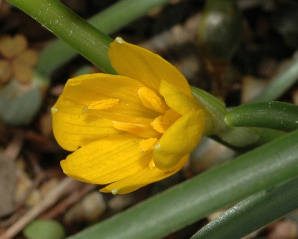 Amaryllidaceae Sternbergia greuteriana
