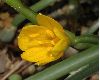 image of Sternbergia greuteriana
