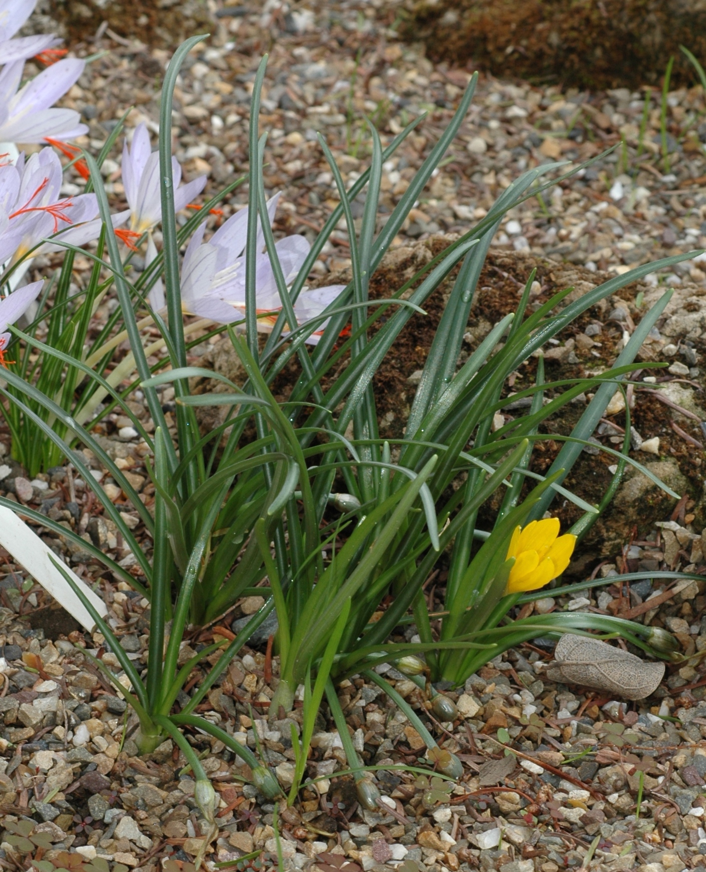 Amaryllidaceae Sternbergia greuteriana