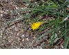 image of Sternbergia greuteriana