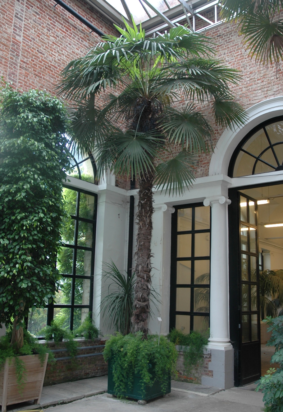 Arecaceae Trachycarpus fortunei
