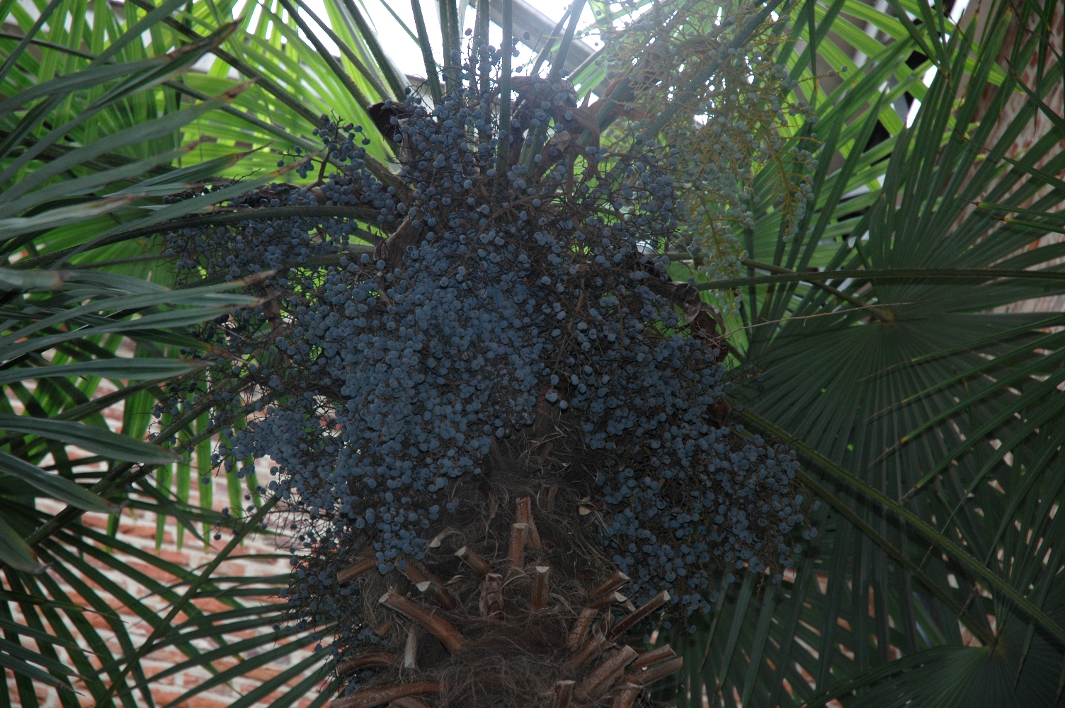 Arecaceae Trachycarpus fortunei