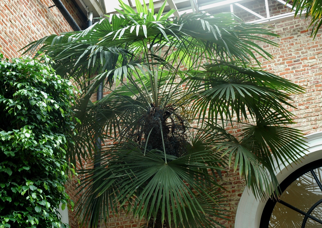 Arecaceae Trachycarpus fortunei