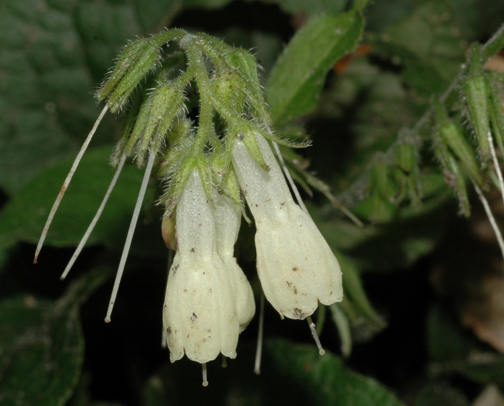 Boraginaceae Symphytum grandiflorum