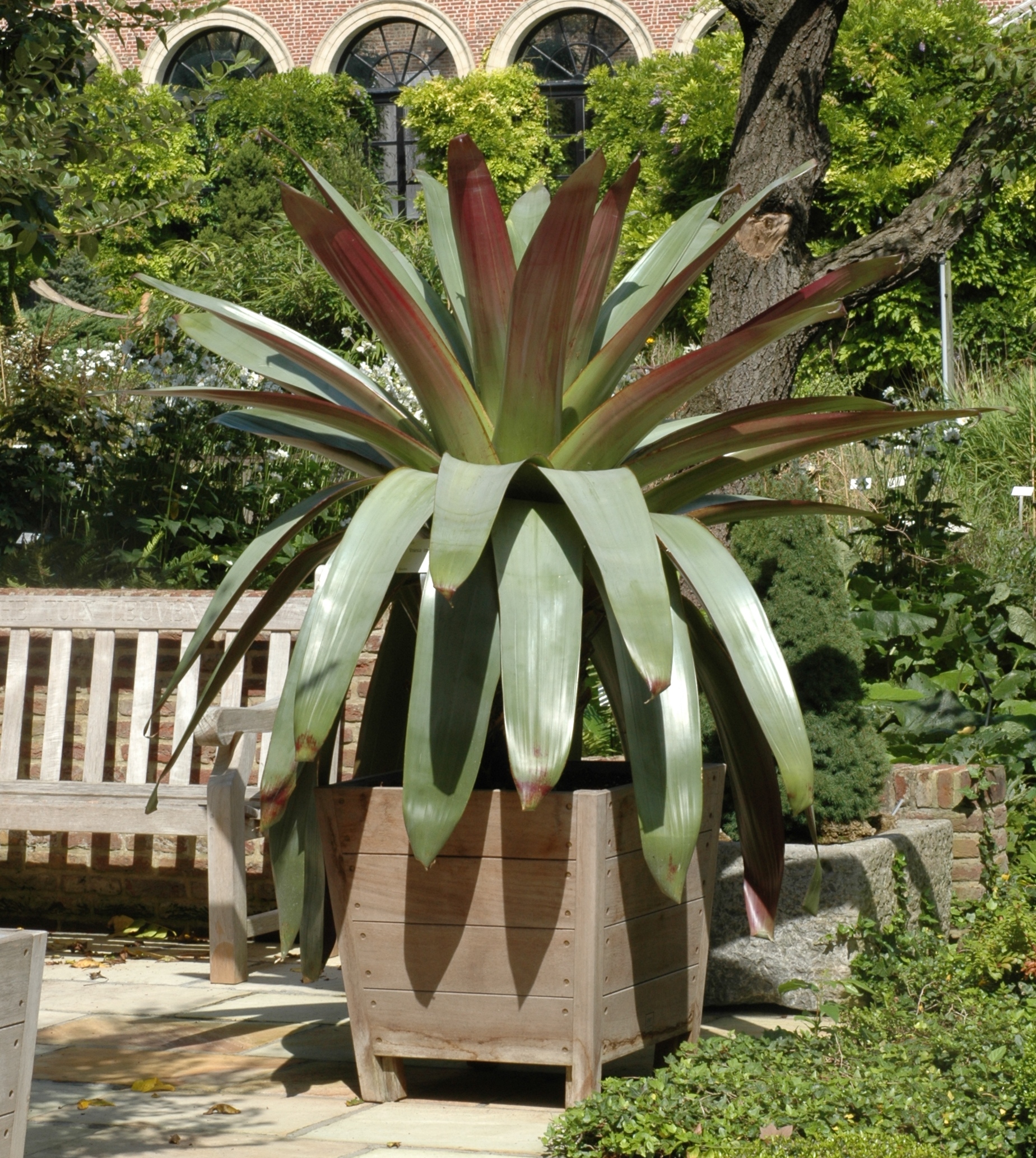 Bromeliaceae Vriesea imperialis