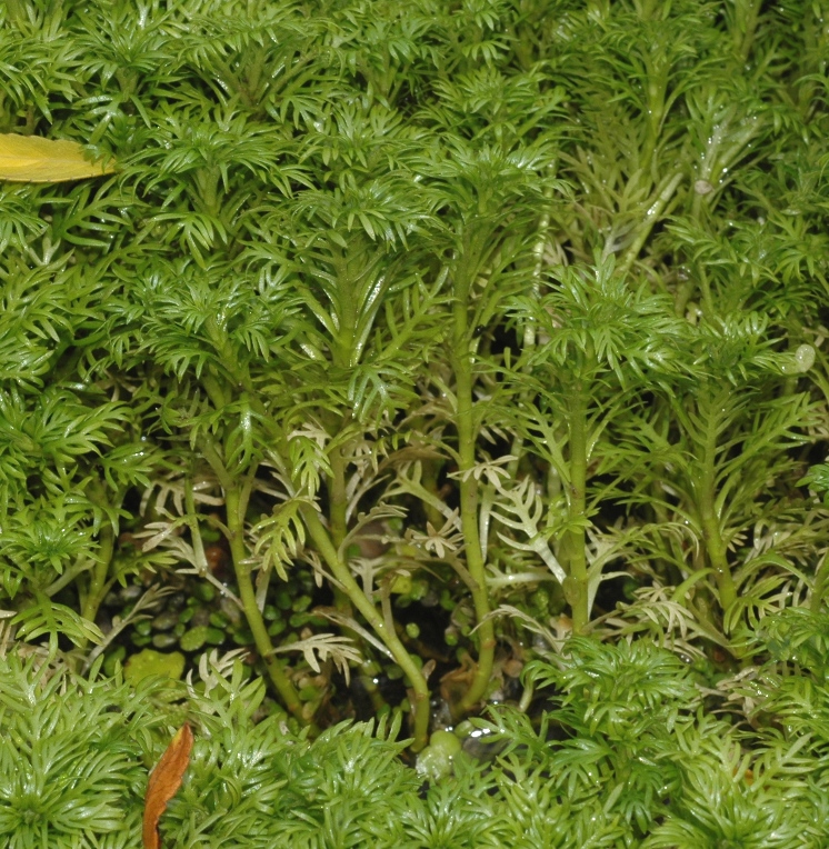 Primulaceae Hottonia palustris