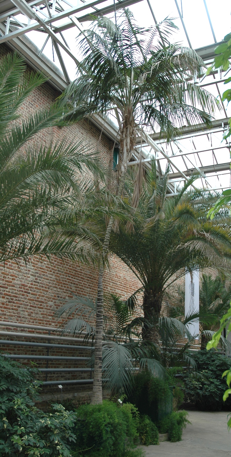 Arecaceae Howea forsteriana