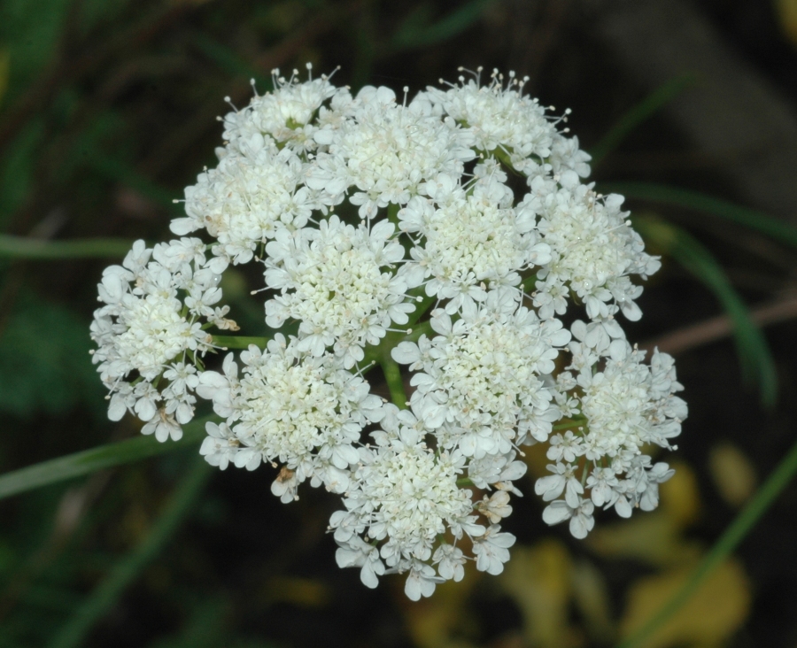 Apiaceae Oenanthe pimpinelloides