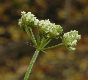 image of Oenanthe pimpinelloides
