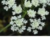 image of Oenanthe pimpinelloides