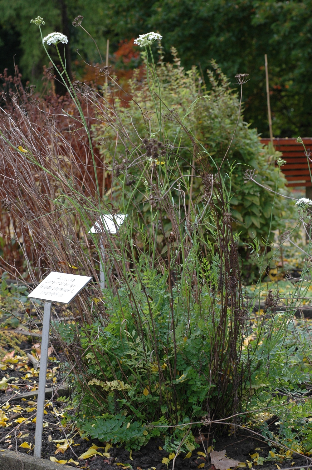 Apiaceae Oenanthe pimpinelloides