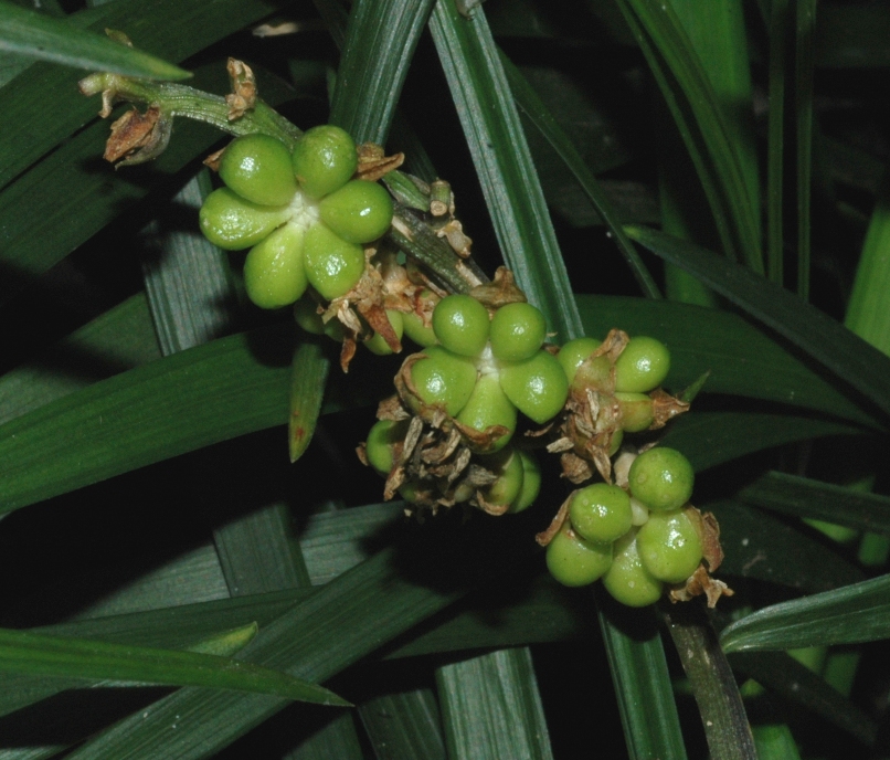 Asparagaceae Ophiopogon planiscapus