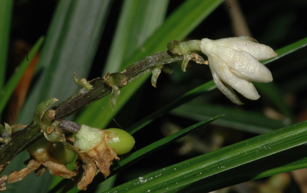 Asparagaceae Ophiopogon planiscapus