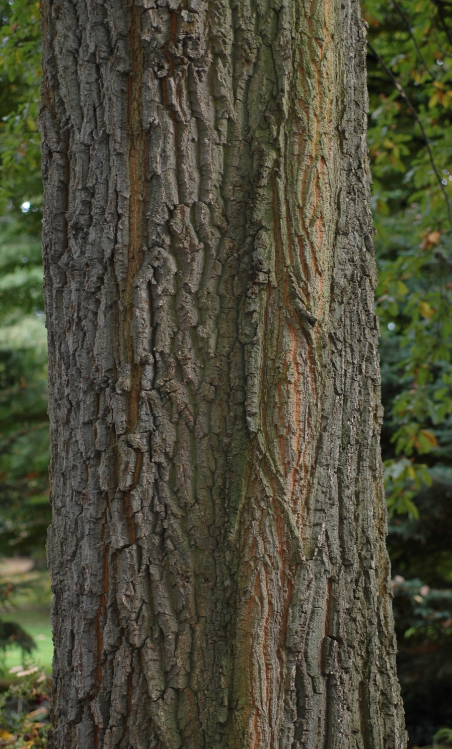 Fagaceae Quercus cerris
