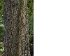 image of Quercus cerris