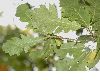 image of Quercus cerris