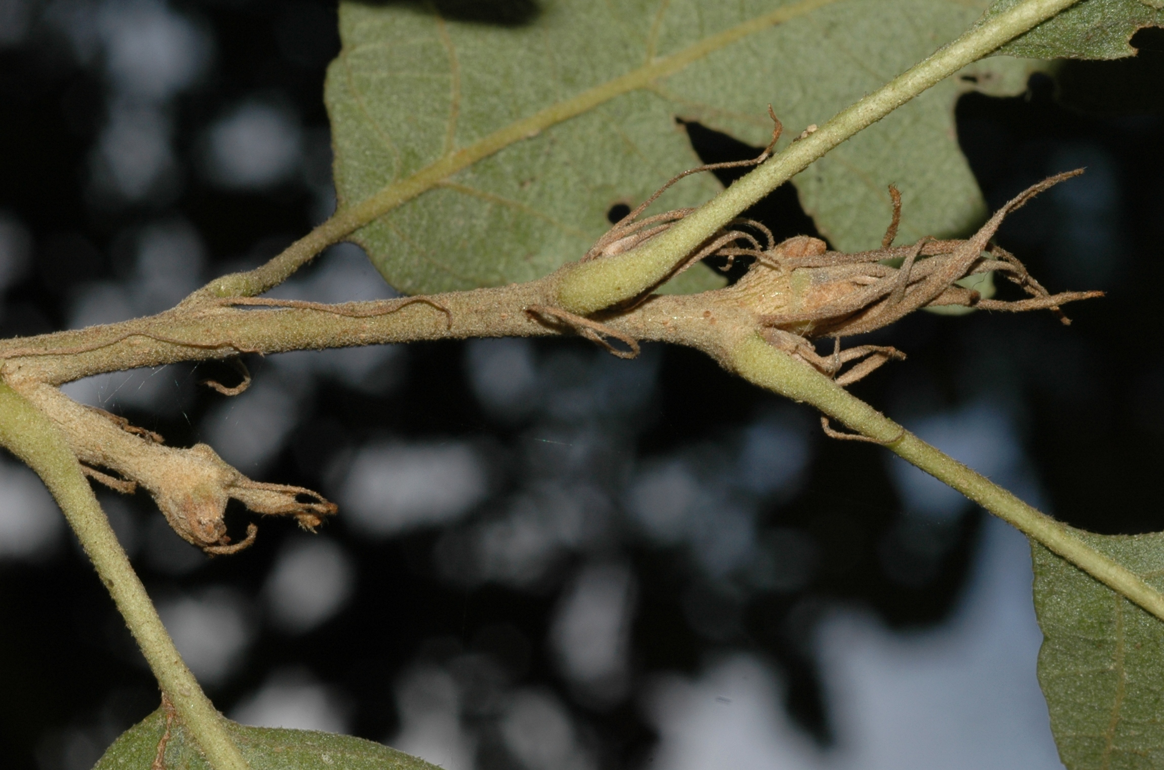 Fagaceae Quercus cerris