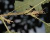 image of Quercus cerris