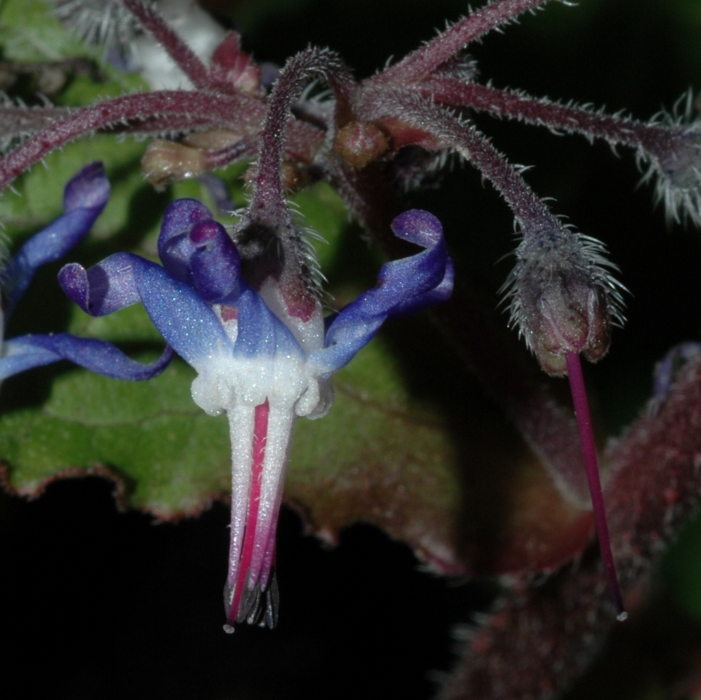 Boraginaceae Trachystemon orientalis