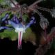 image of Trachystemon orientalis