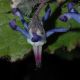 image of Trachystemon orientalis