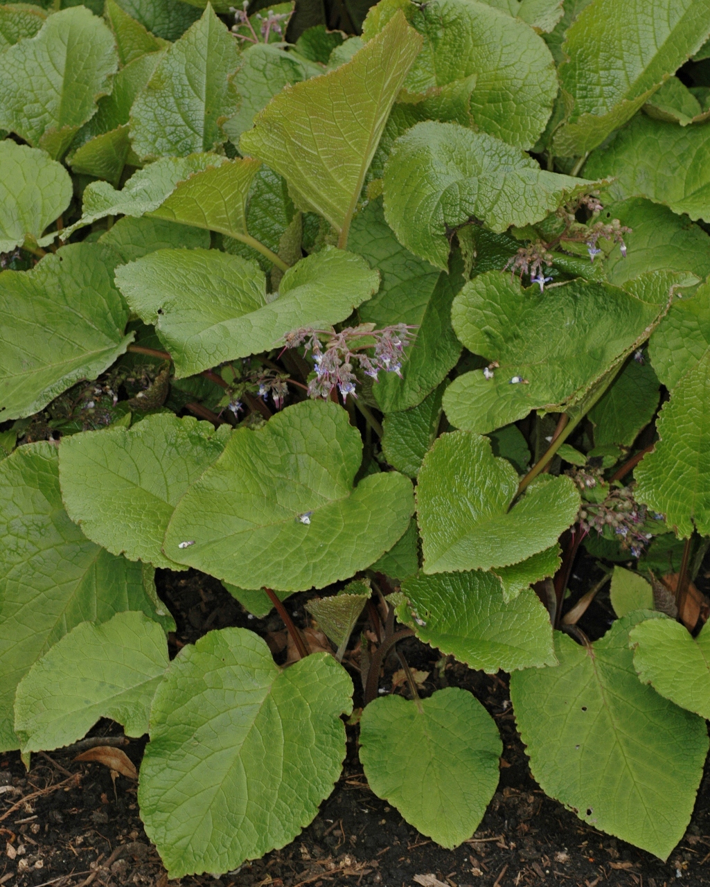 Boraginaceae Trachystemon orientalis