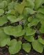 image of Trachystemon orientalis
