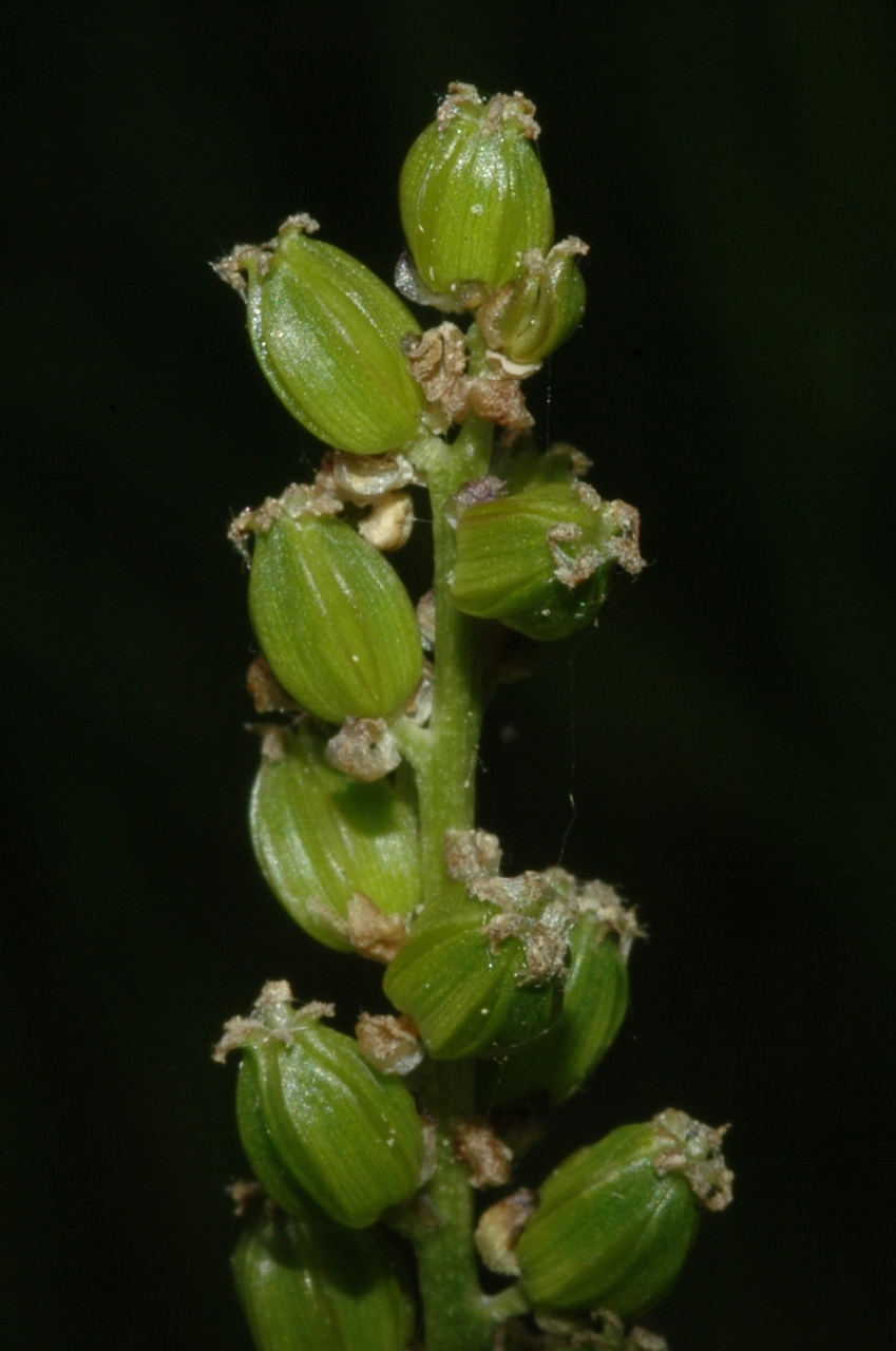 Juncaginaceae Triglochin palustre