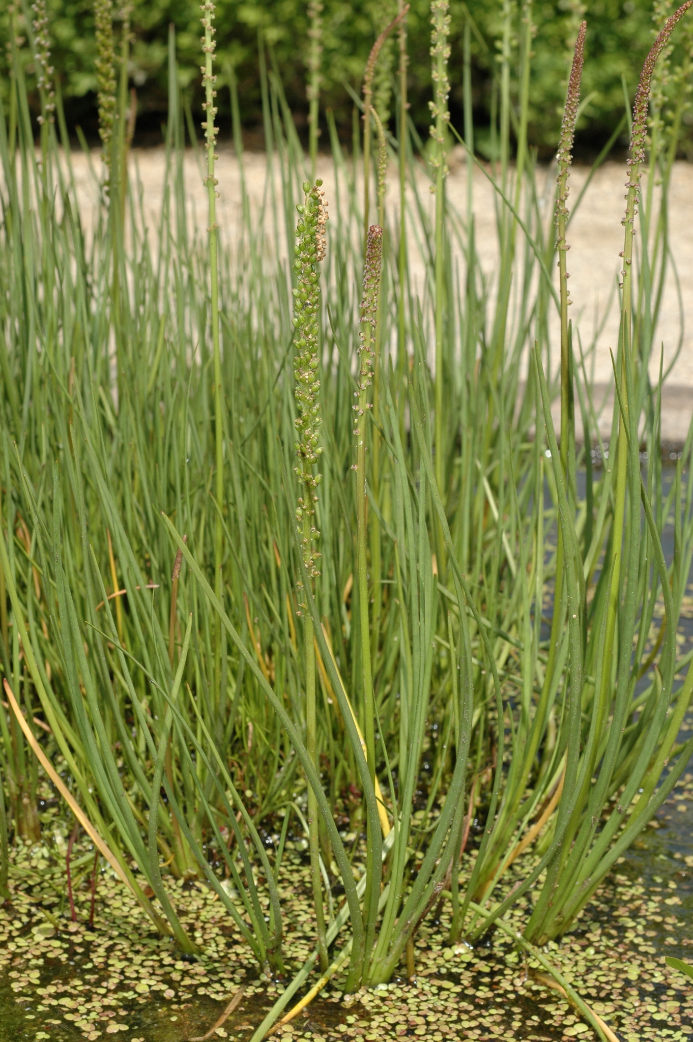 Juncaginaceae Triglochin palustre